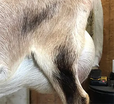 Craftmade Manor Hadley